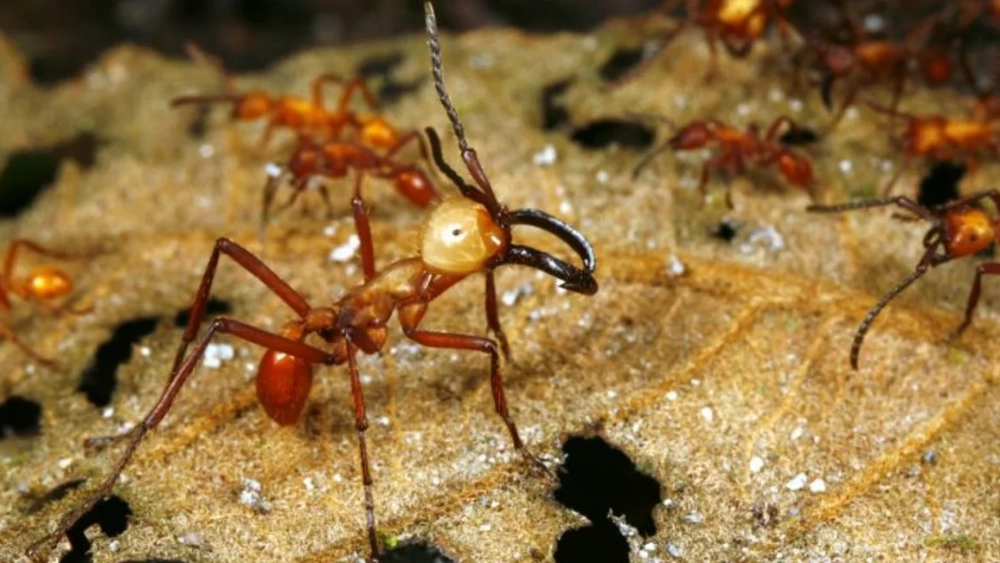 How to get rid of ants