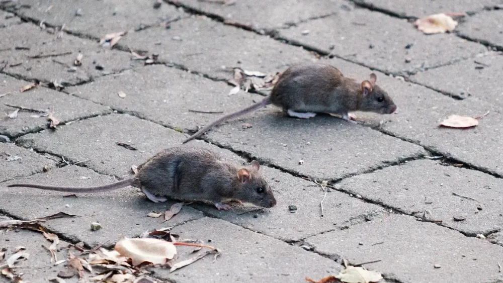 How to get rid of rats