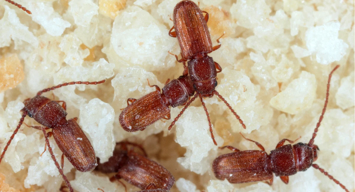 Stored product pests