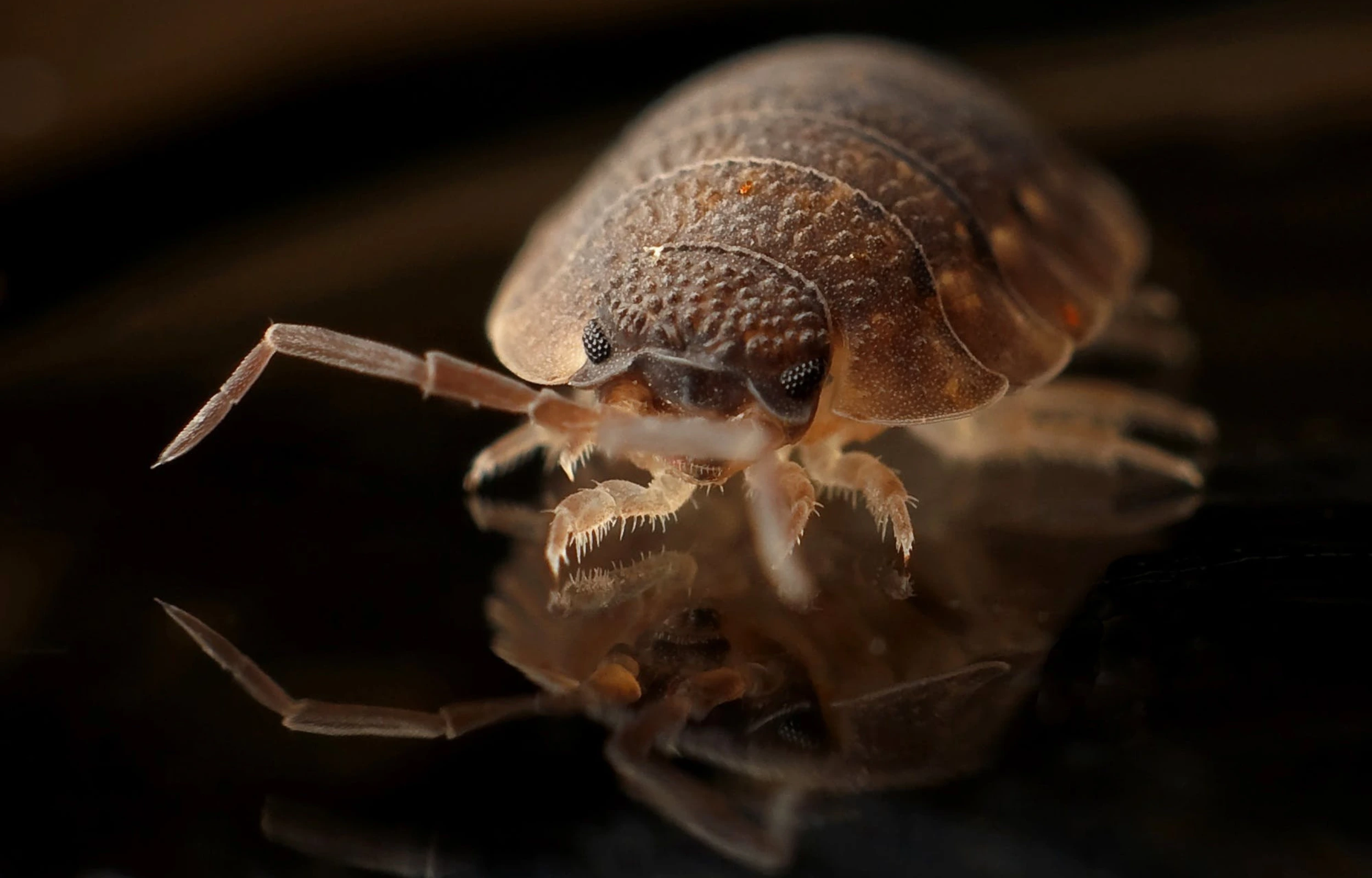 Image Of a bed bug