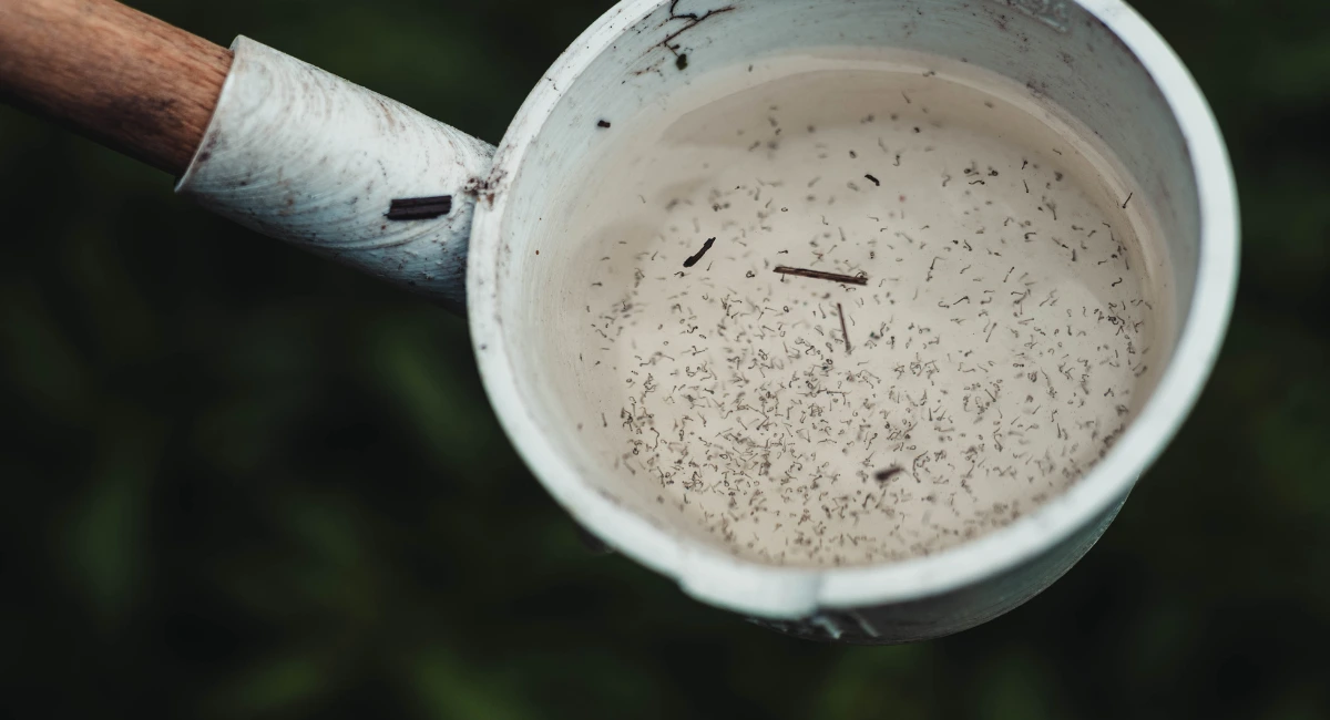 Container filled with mosquito larvae in stagnant water