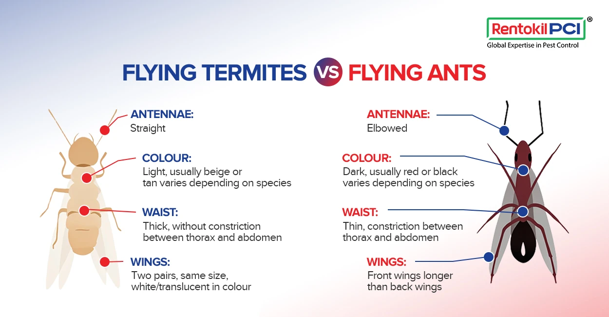 difference between termite and ants