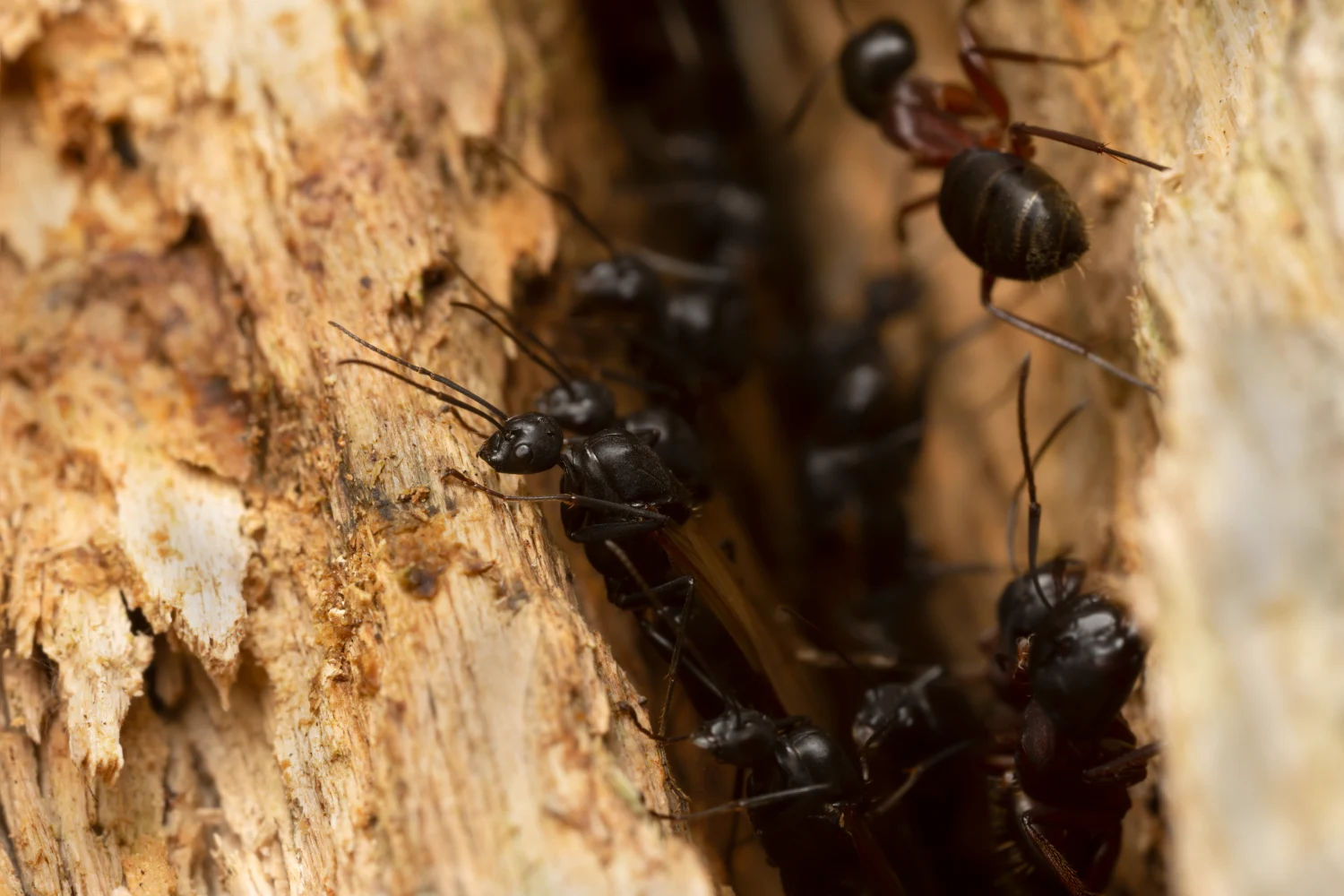 ants nest