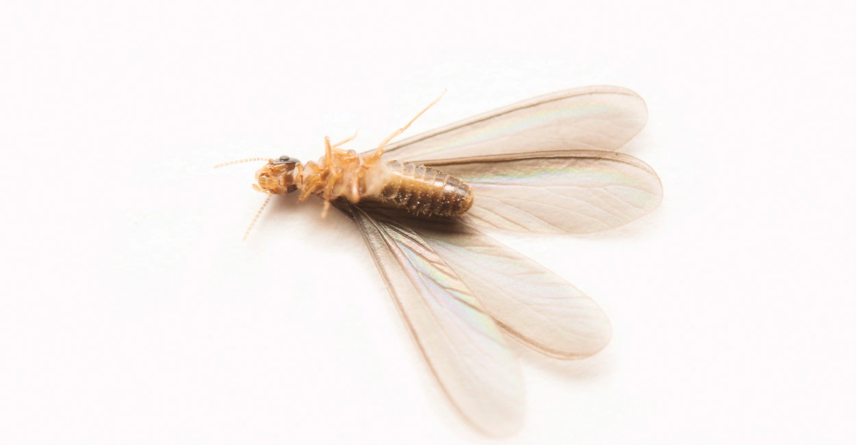 termite Alates