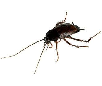 Oriental cockroach