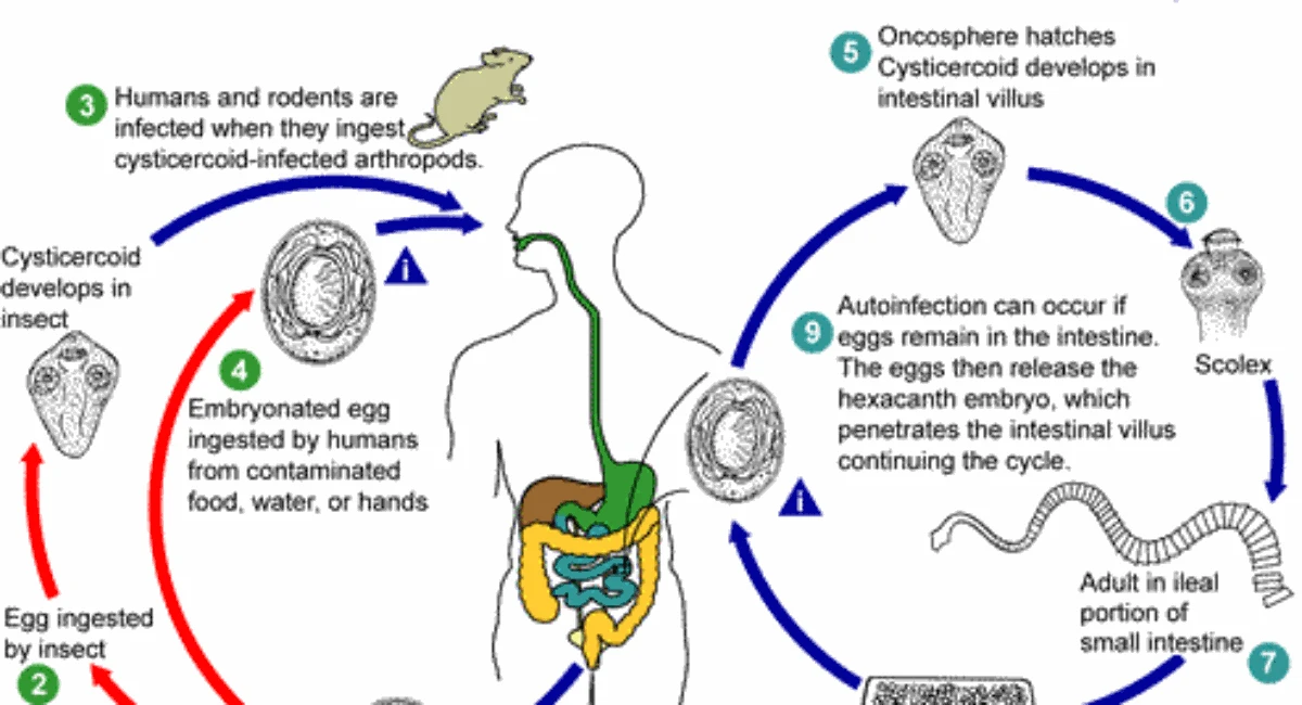  The lifecycle of Hymenolepis nana.