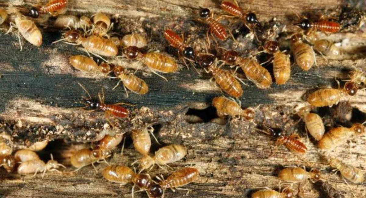 termite infestation