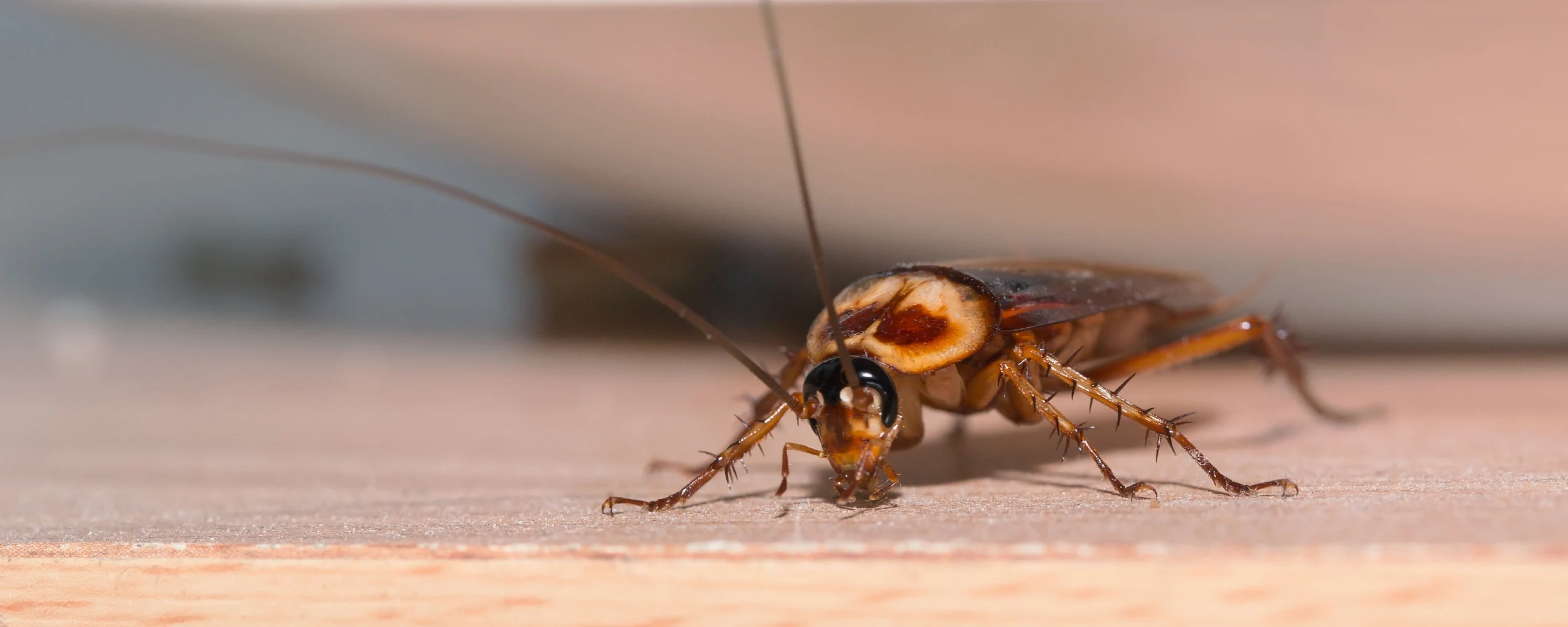 cockroach in winter
