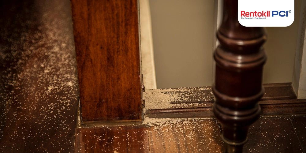 termite infestation