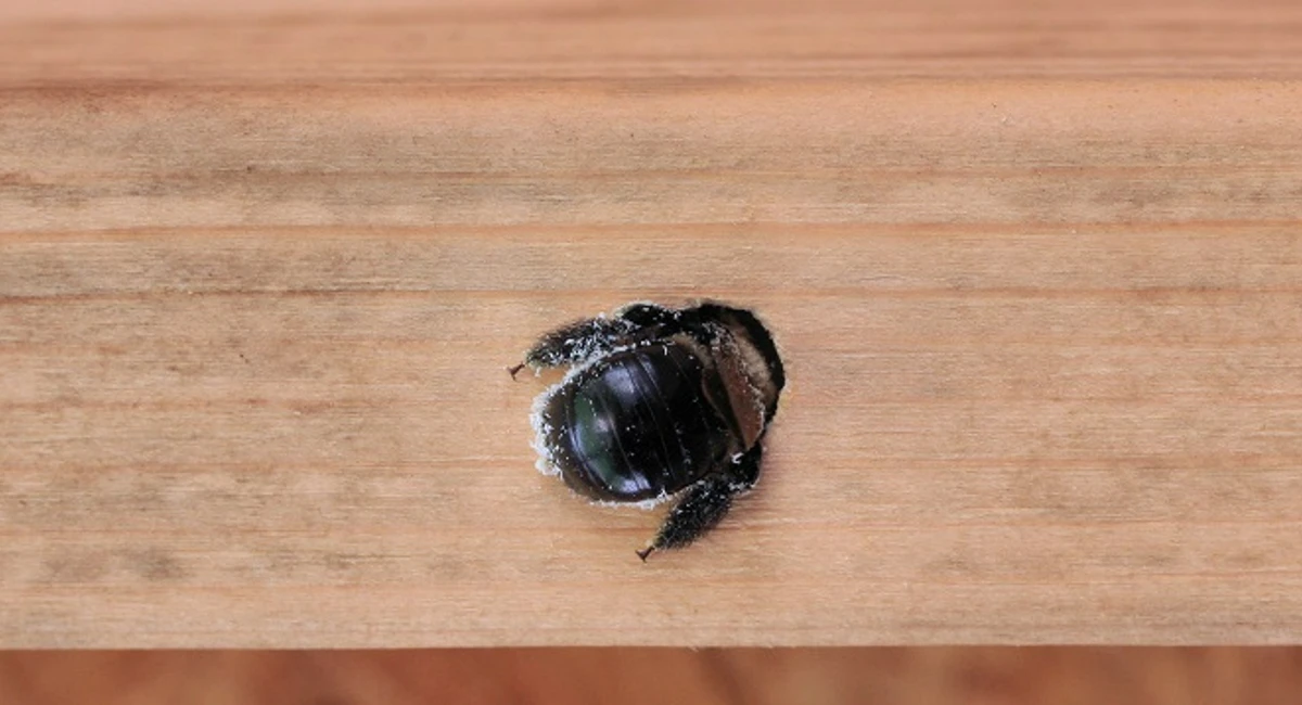 Carpenter bee