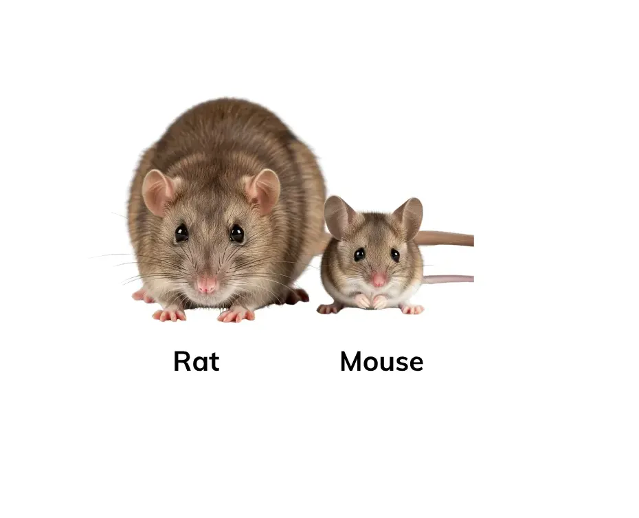 rat vs mouse