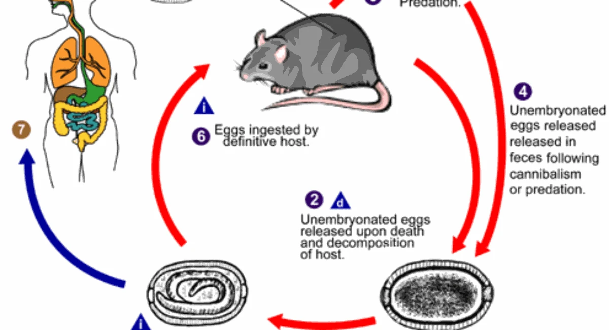  The lifecycle of Capillaria hepatica