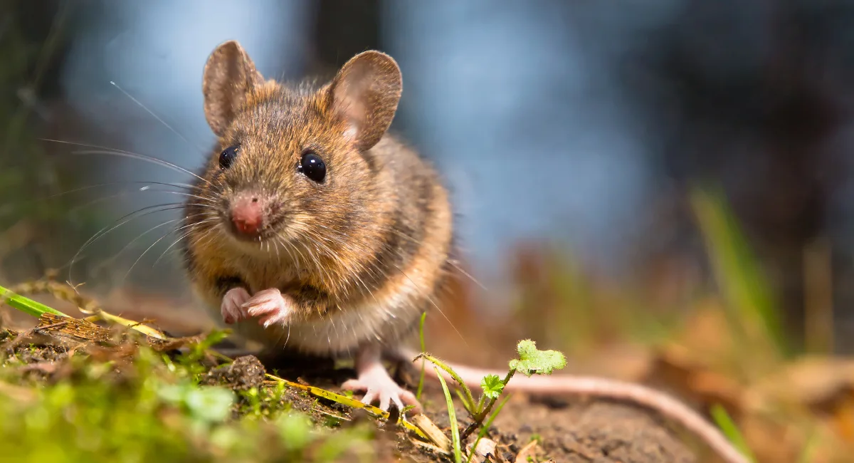 Rodent