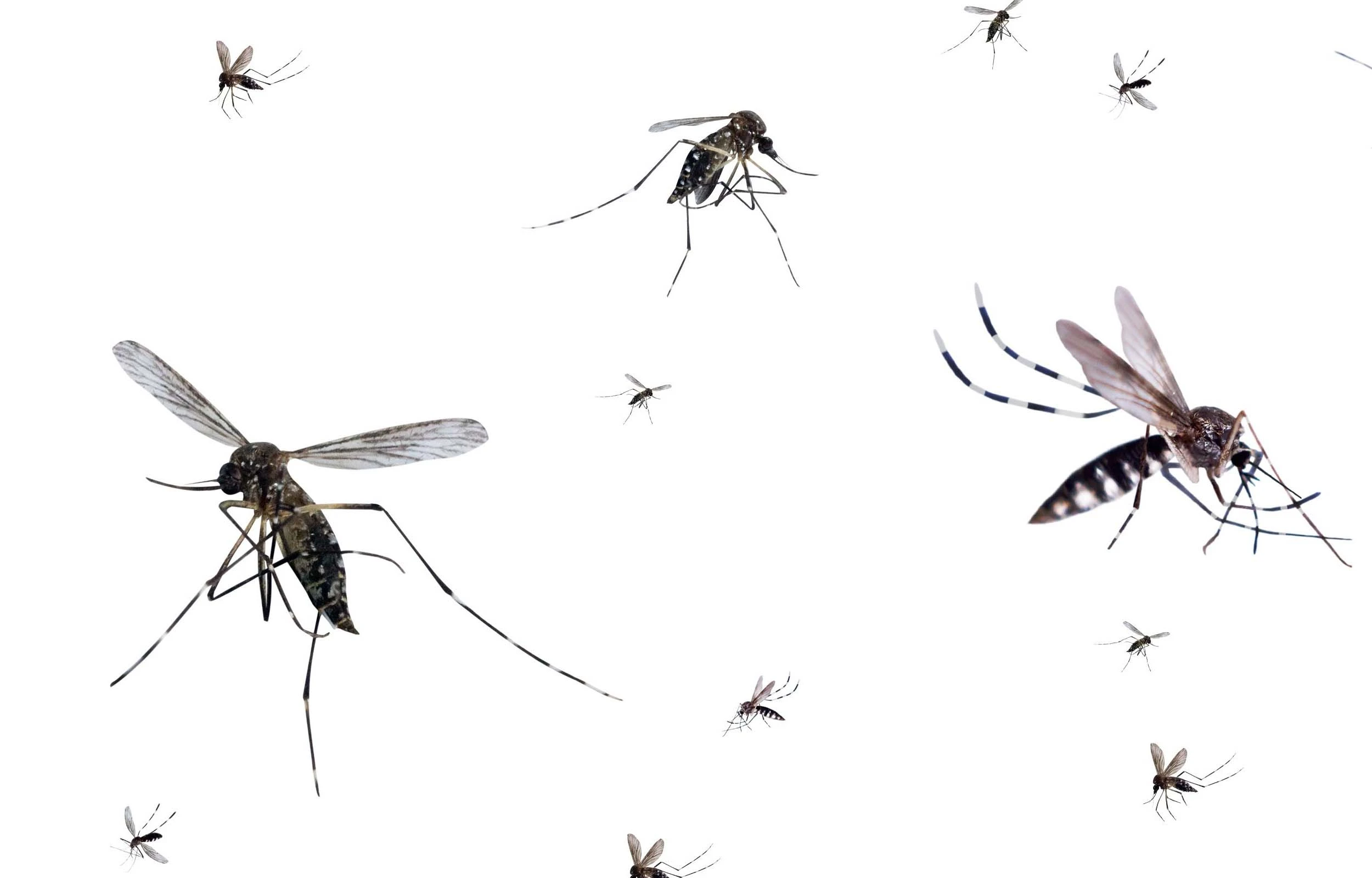 Close up of several mosquitoes of different species in flight