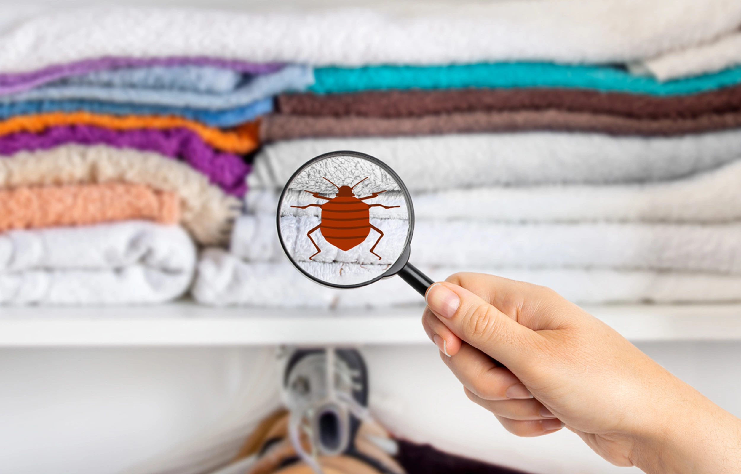 best bed Bug treatment