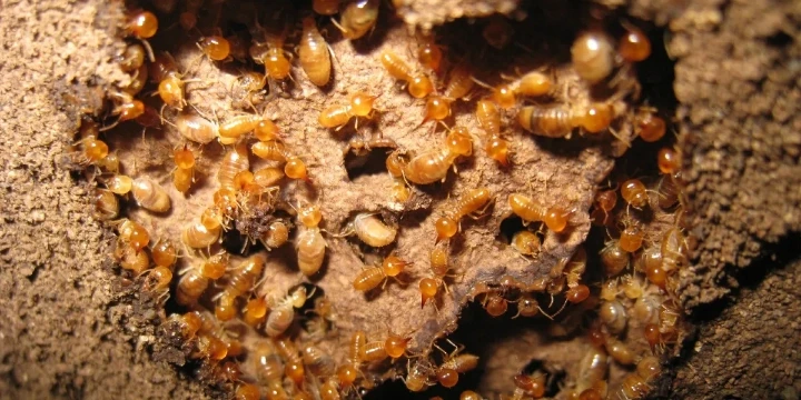 termite colony in wood
