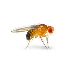 Fruit fly