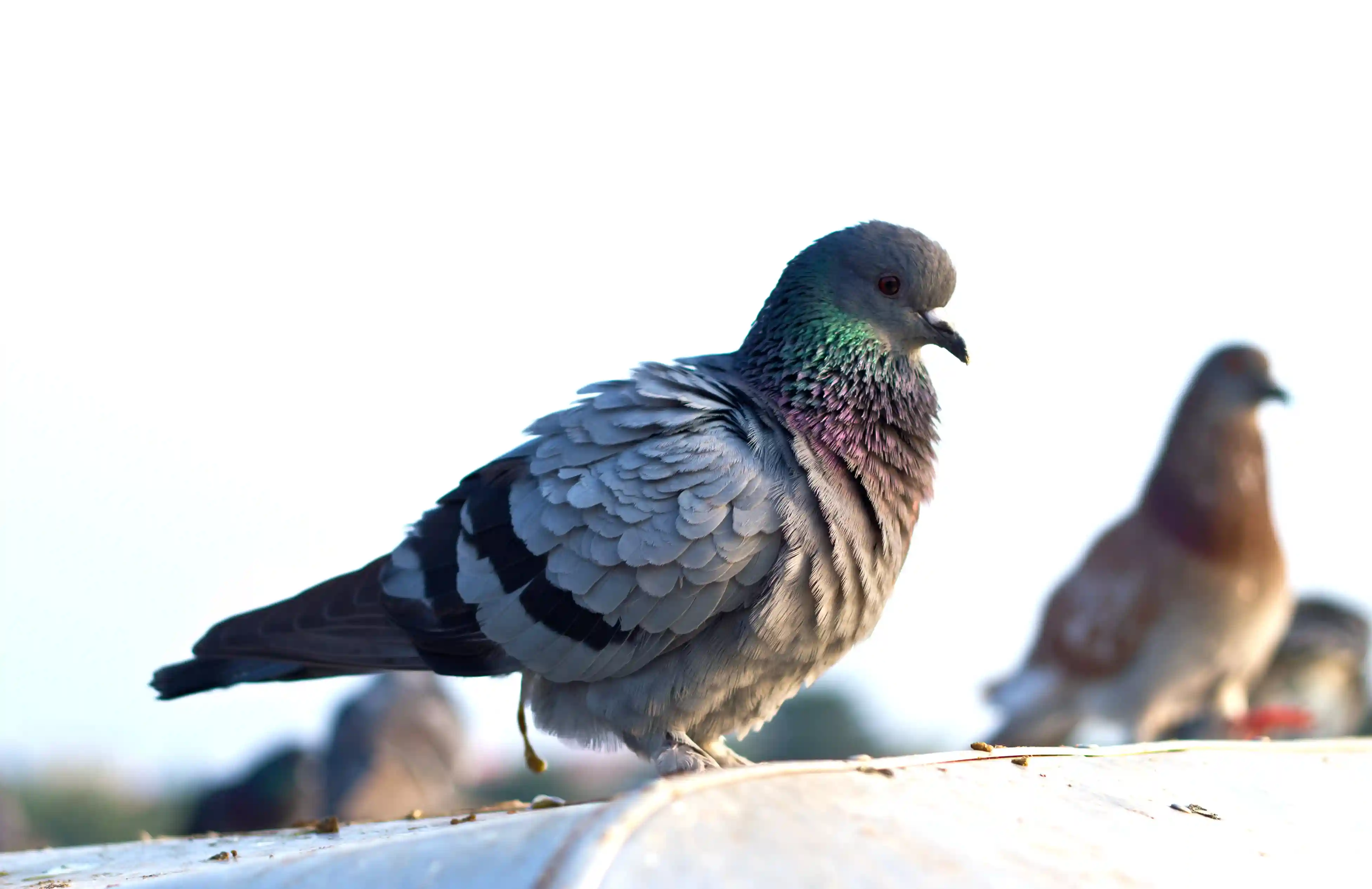 Pegion on a ledge