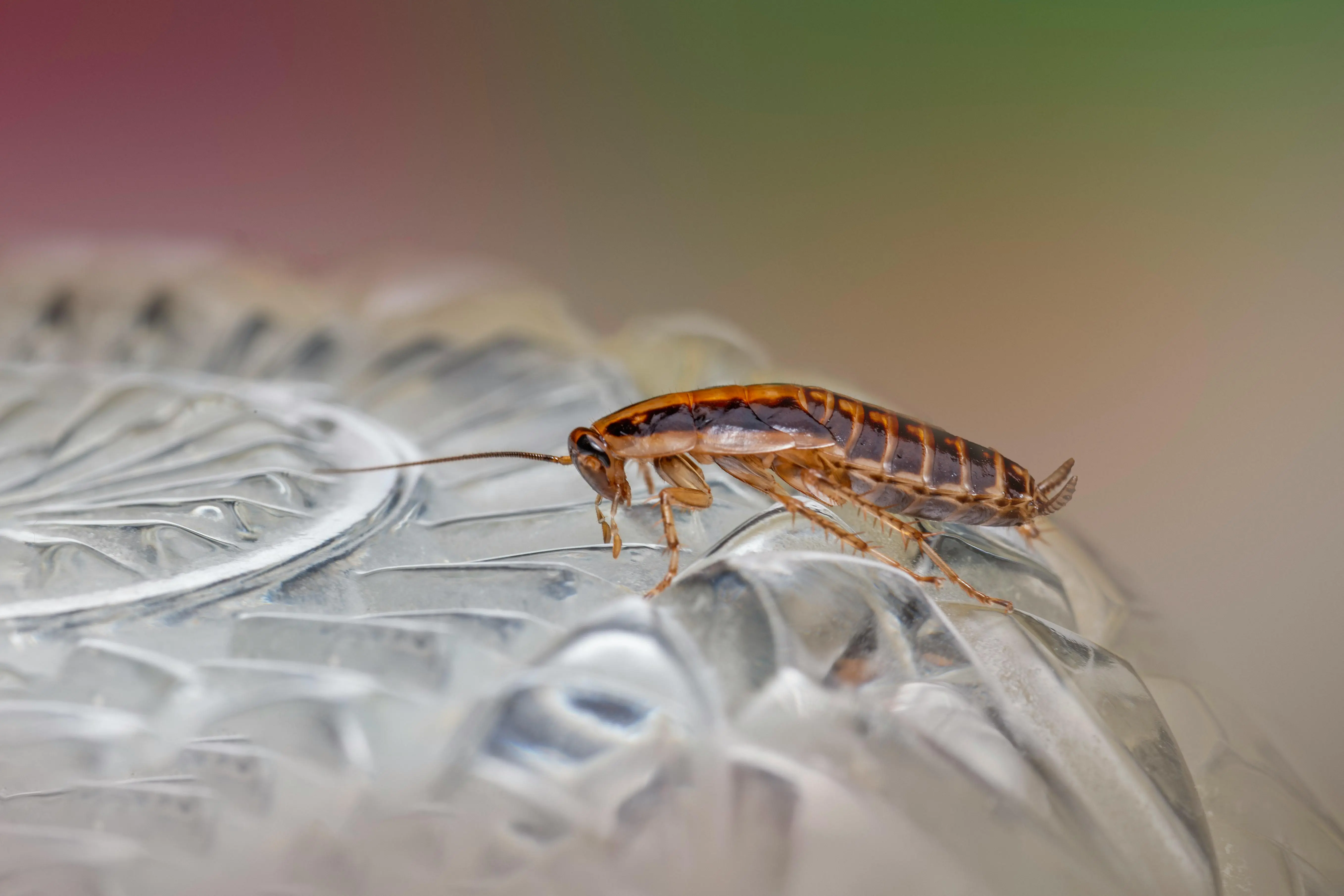 Cockroach infestation