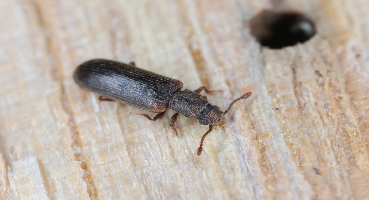 Bostrichidae