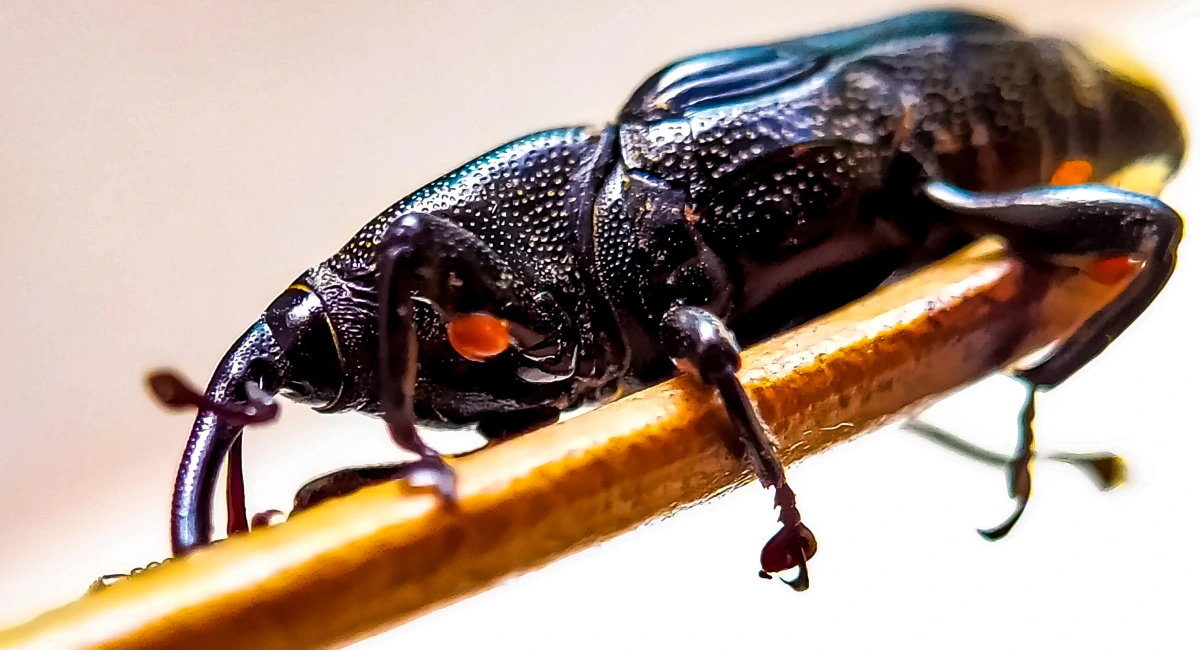 Granary weevil