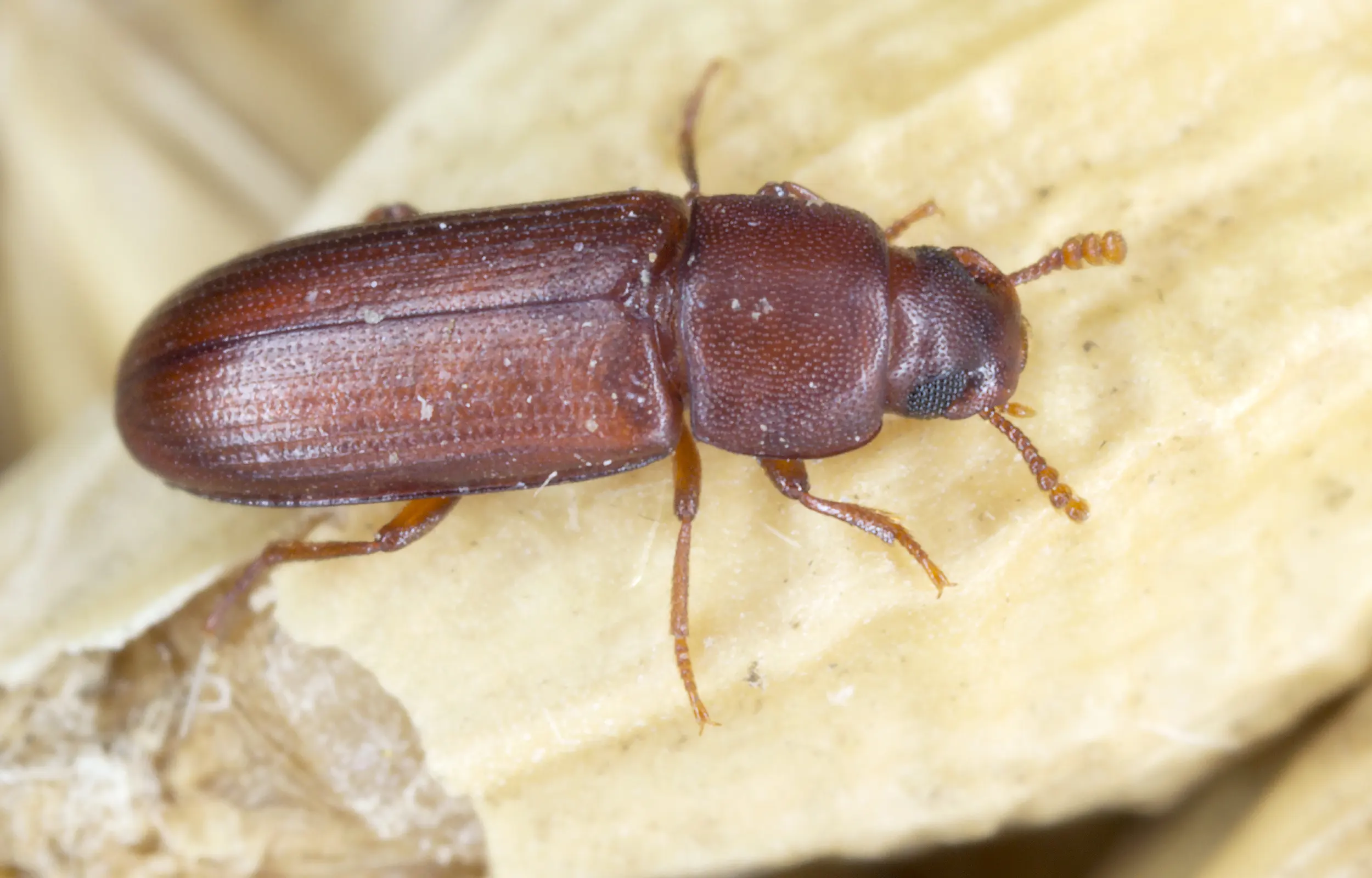 Red Flour Beetle