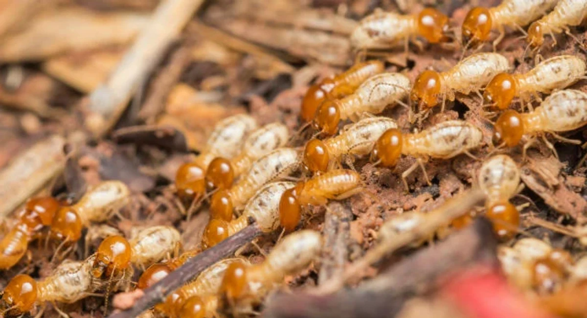 Termite worker
