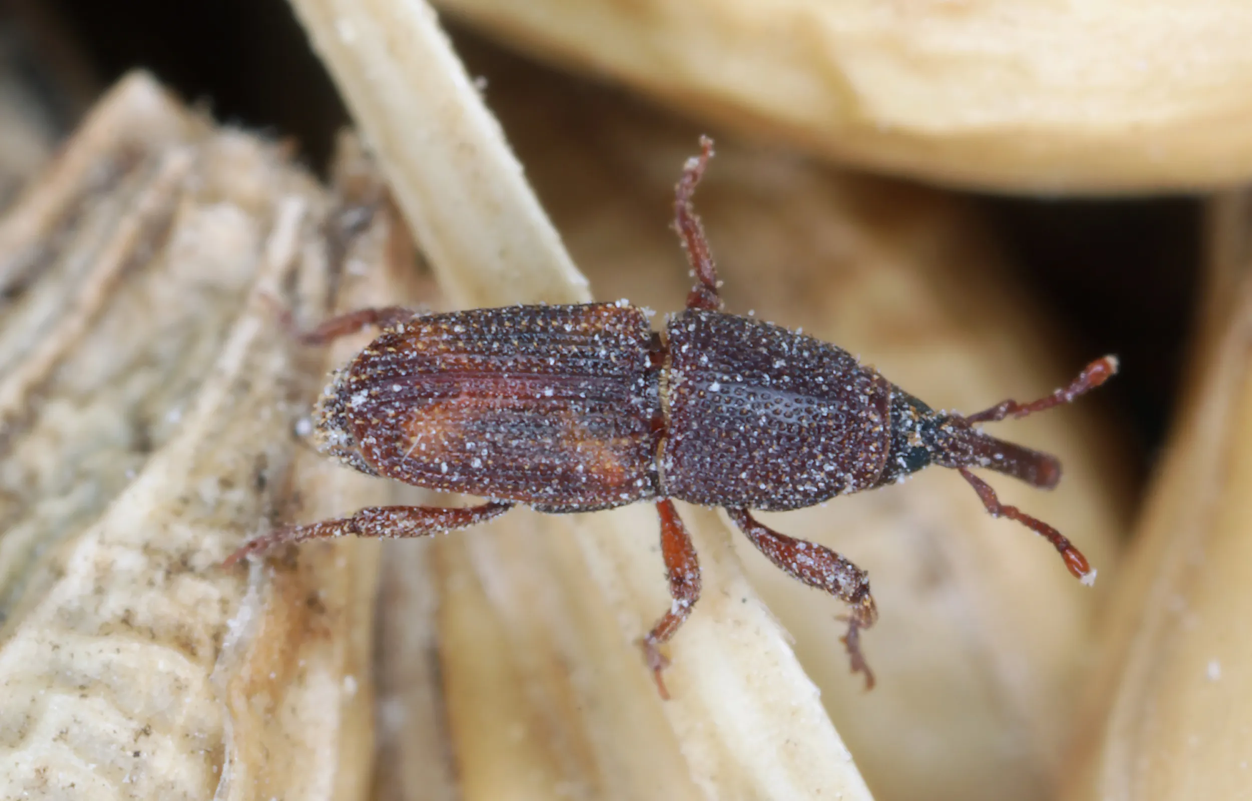 weevil