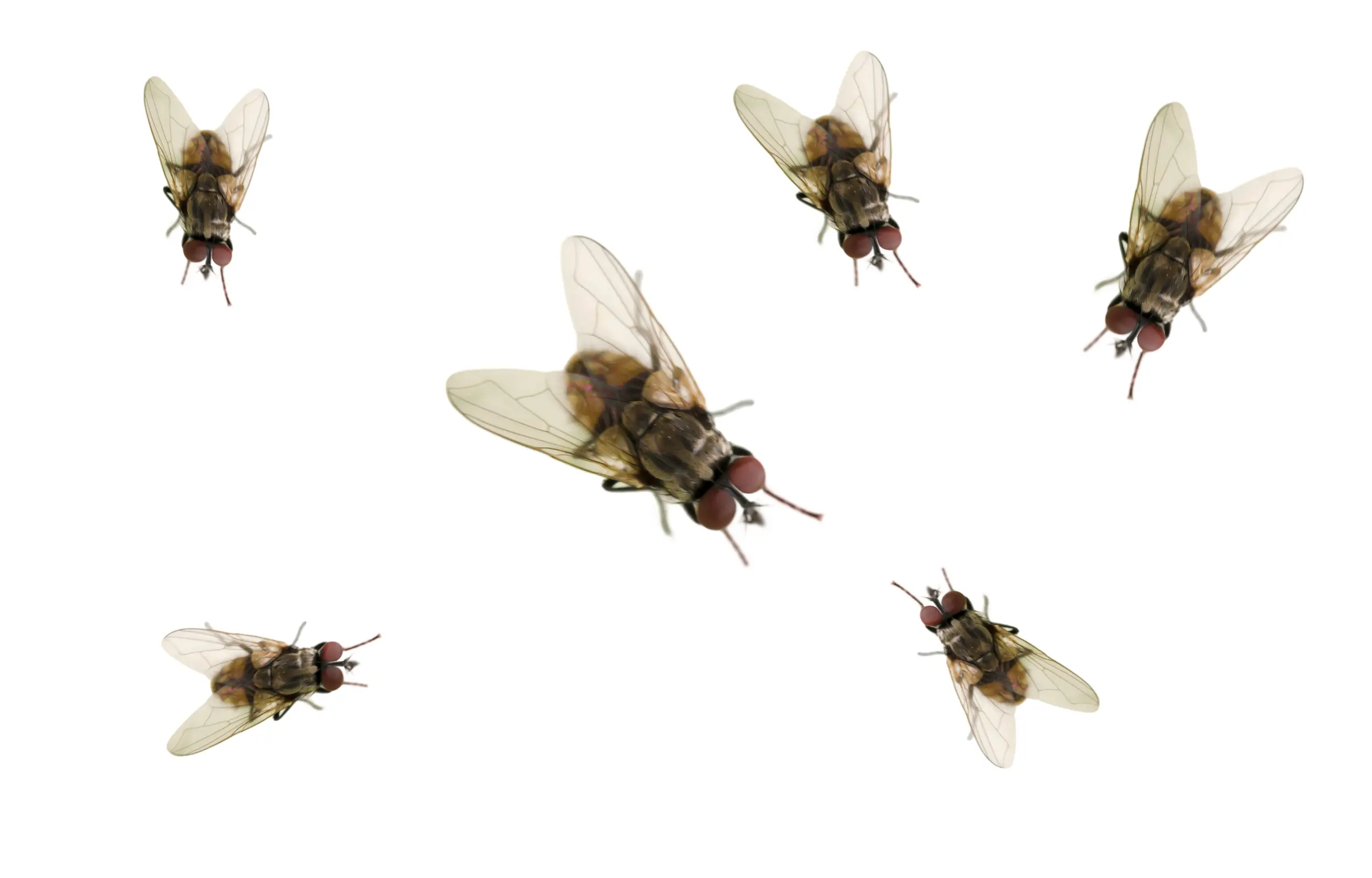 Fly control