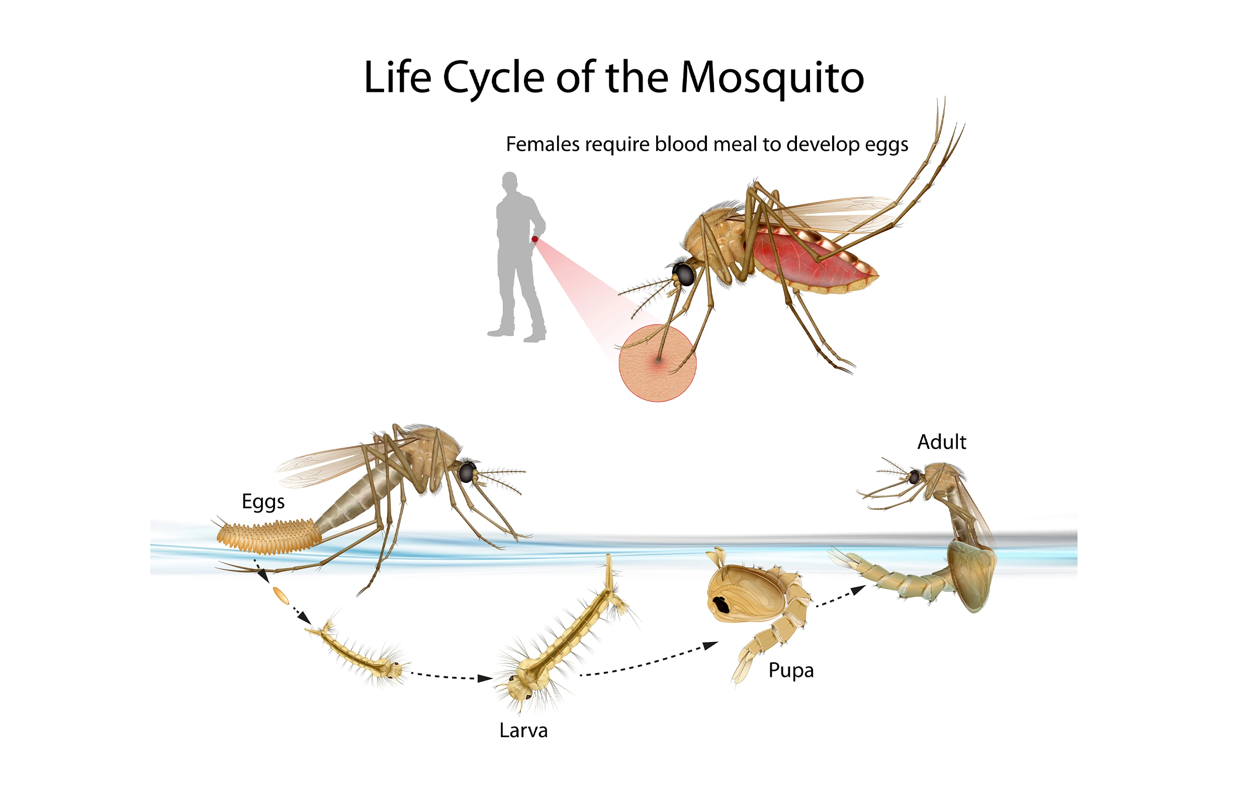 Life cycle of a mosquito diagram