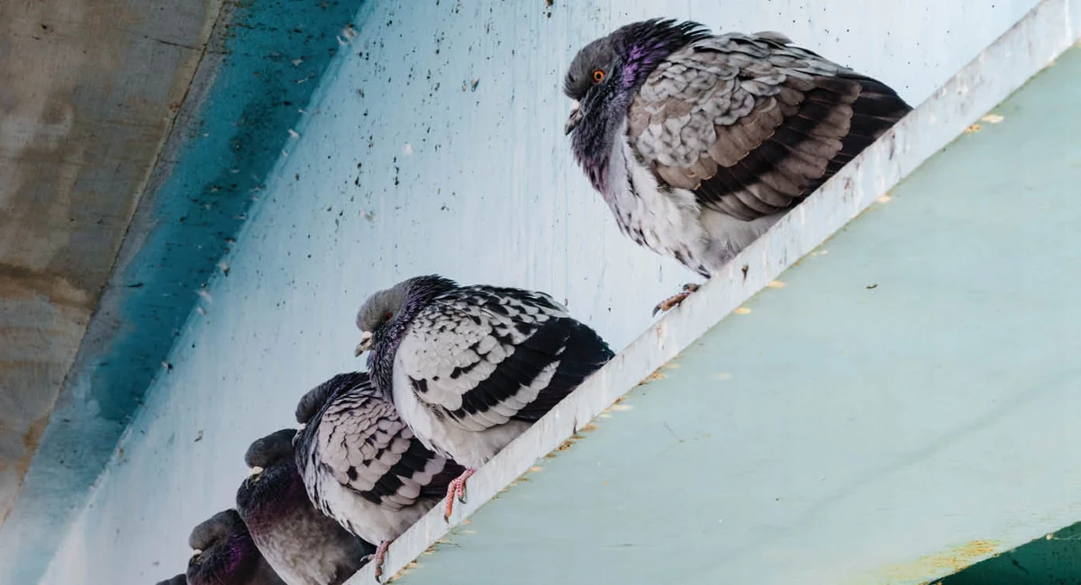 Birds
