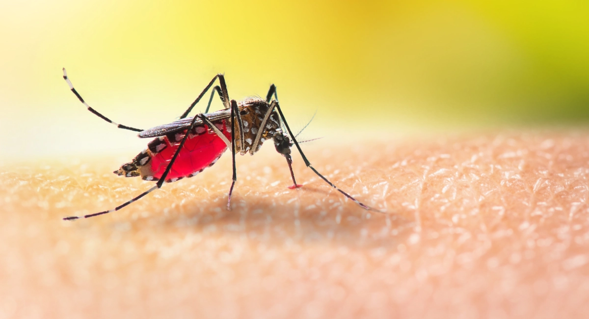 Aedes