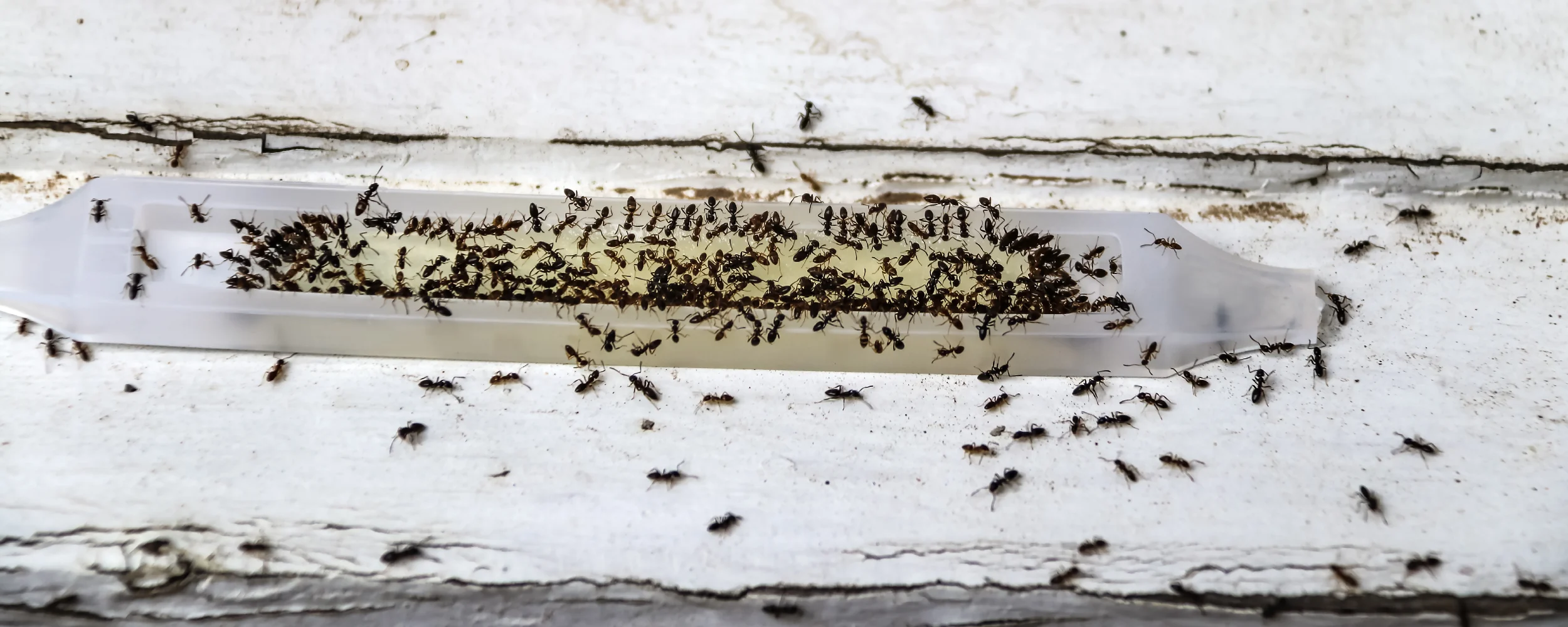 ants infestation in kitchen