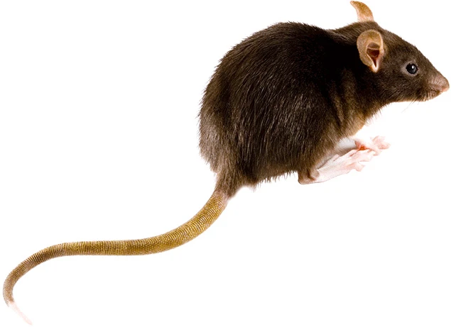 Yellow necked field mouse