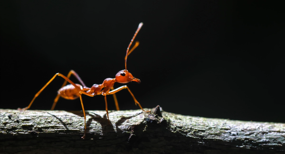 Fire Ant