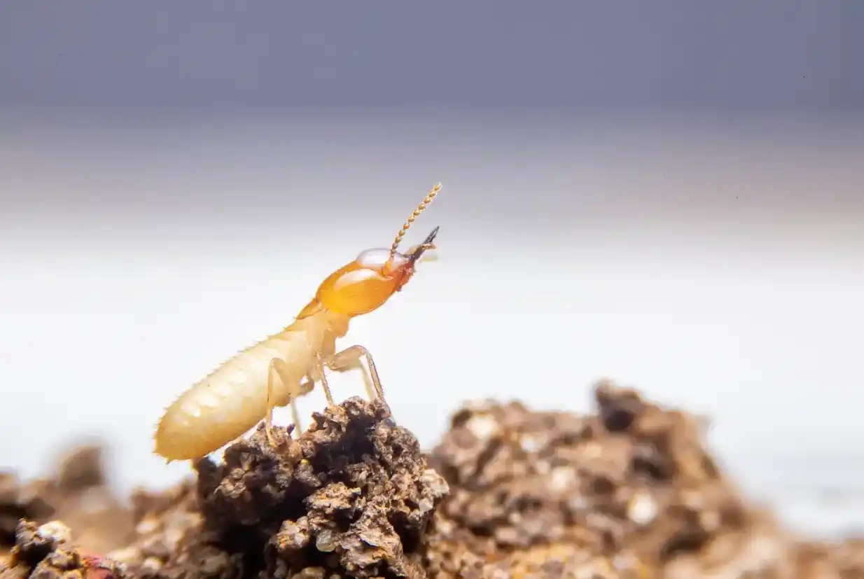 A close-up of a termite standing on a rock 
