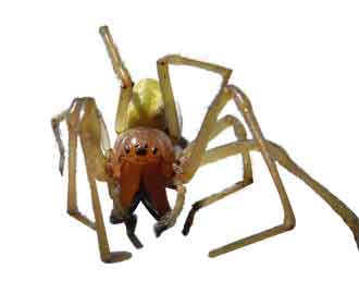Yellow sac spider