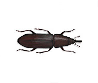 Wood Weevil