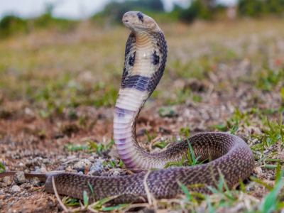 Close-up of a Spectacled Cobra snake