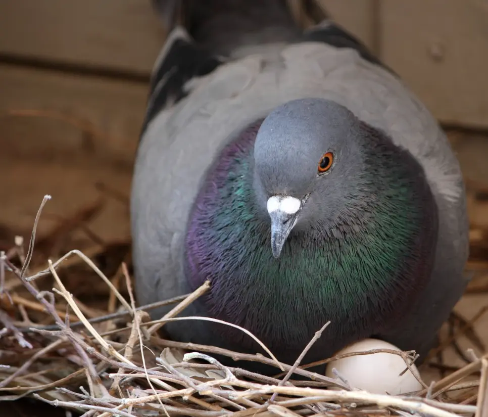 Close up of a pigeon and its nest with eggs.