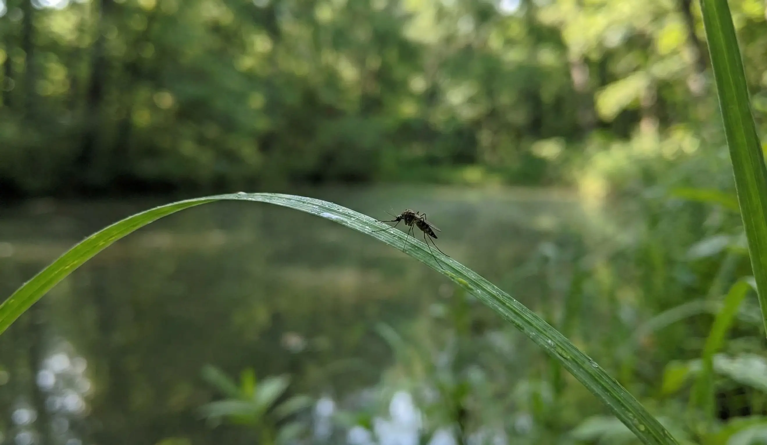 Anopheles Mosquito