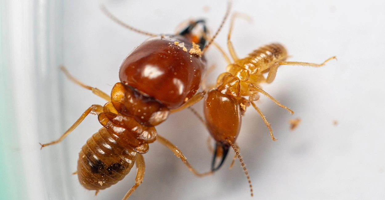 Termite king and queen