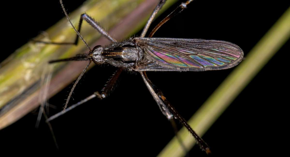 Zika
