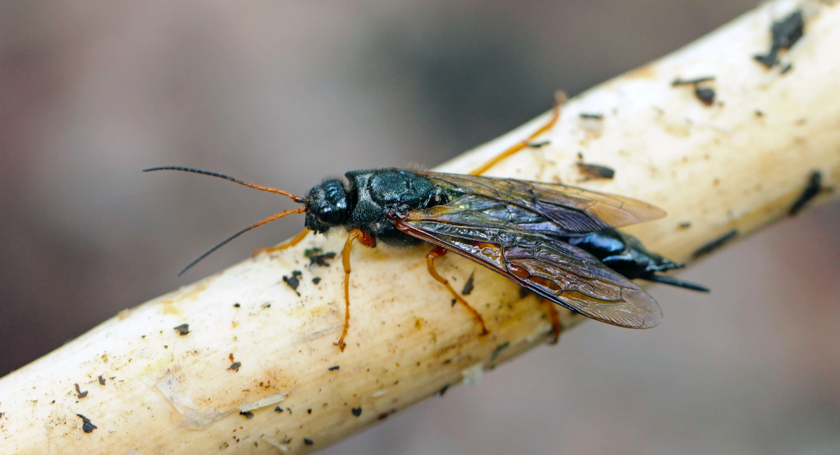 Wood wasp