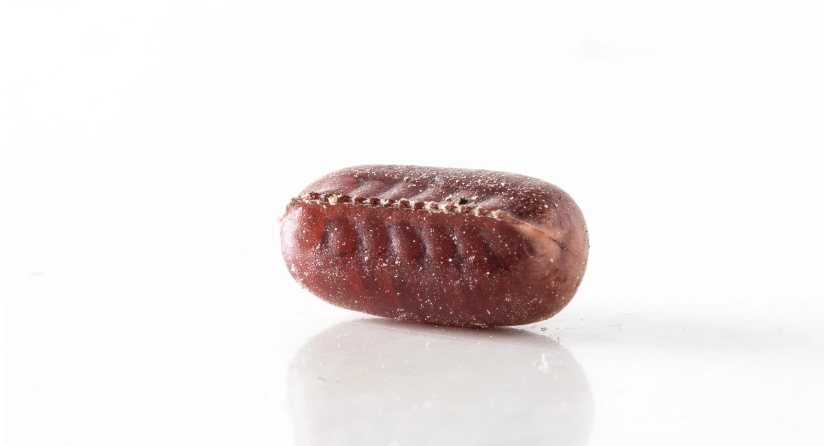 cockroach egg