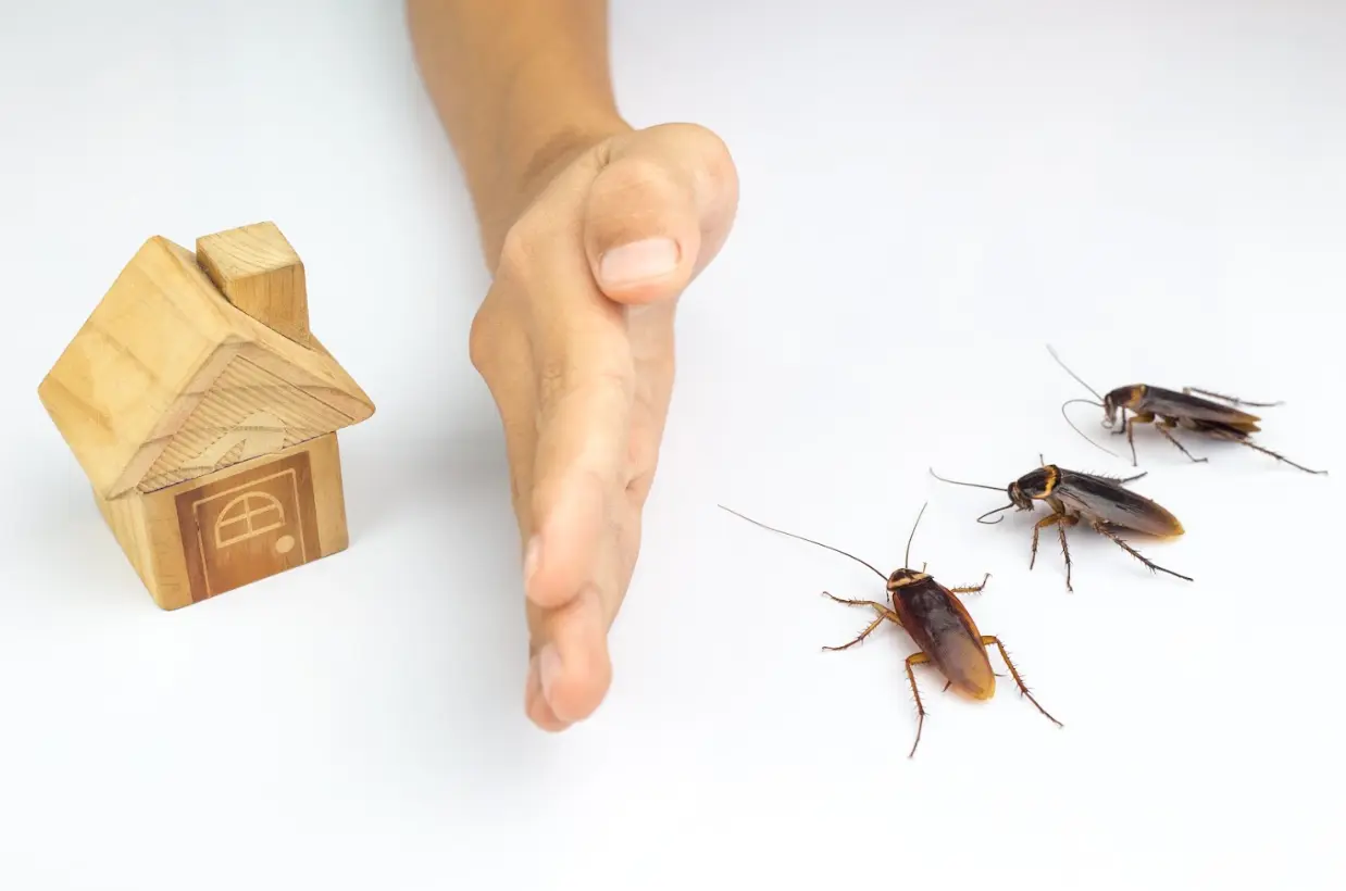 Pest-Free Festive Season