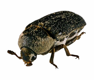Leather beetle