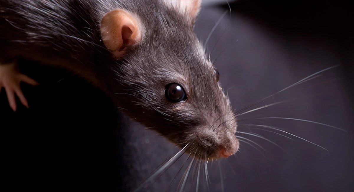 Rat