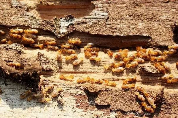 Termites