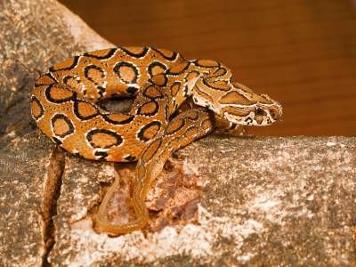 Close-up of a Russell's Viper snake